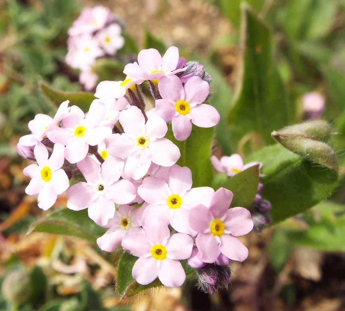 いりちゃん 花と月に魅せられて در توییتر おはようございます きょう4月5日の誕生花はワスレナグサ 花 言葉 思い出 私を忘れないで下さい 真実の愛 友情 誠の愛 真実の恋 や紫花菜 花言葉 変わらぬ愛 癒し 優秀 あふれる智恵 知恵の泉 だそうです