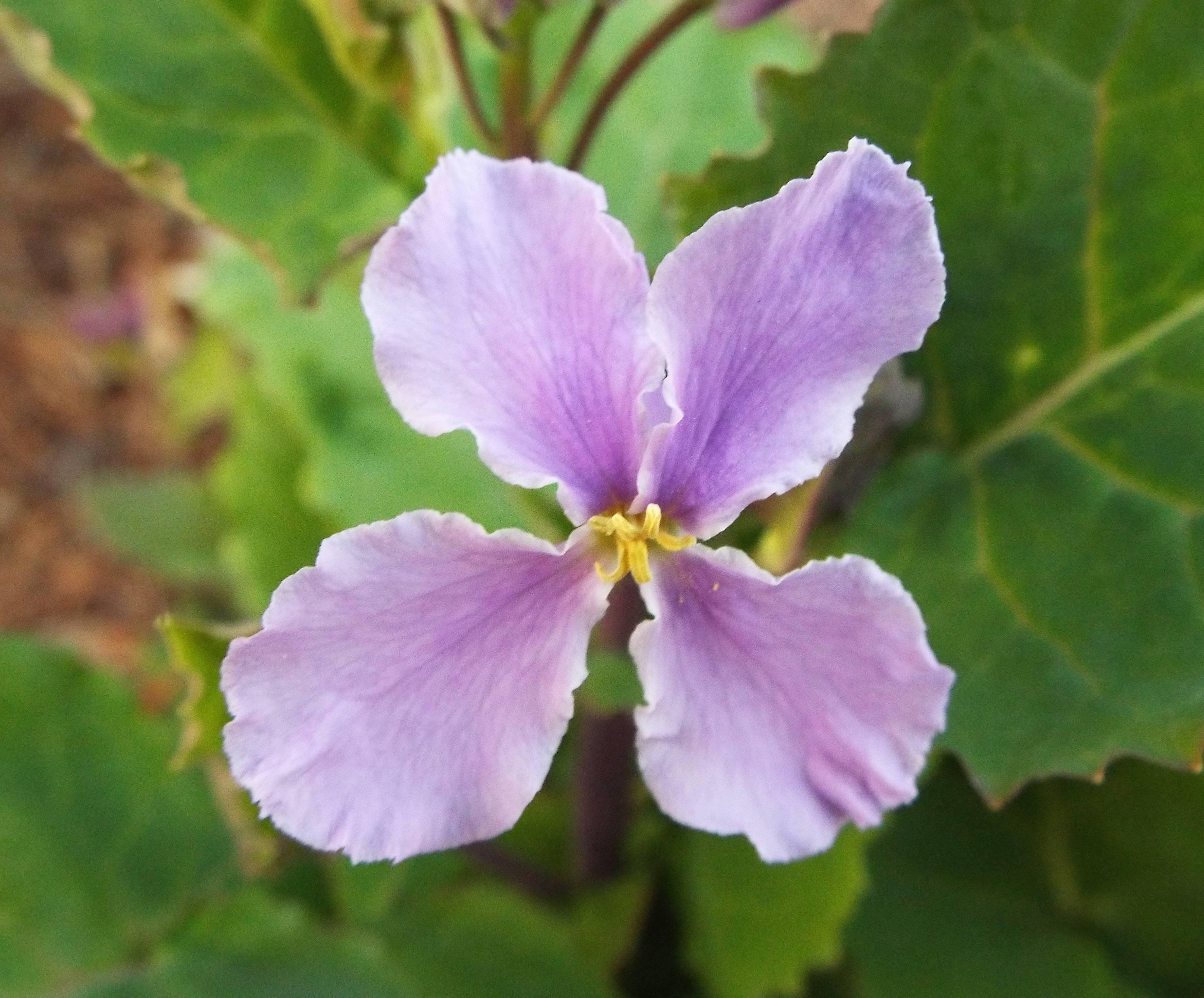 توییتر いりちゃん 花と月に魅せられて در توییتر おはようございます きょう4月5日の誕生花はワスレナグサ 花 言葉 思い出 私を忘れないで下さい 真実の愛 友情 誠の愛 真実の恋 や紫花菜 花言葉 変わらぬ愛 癒し 優秀 あふれる智恵 知恵の泉