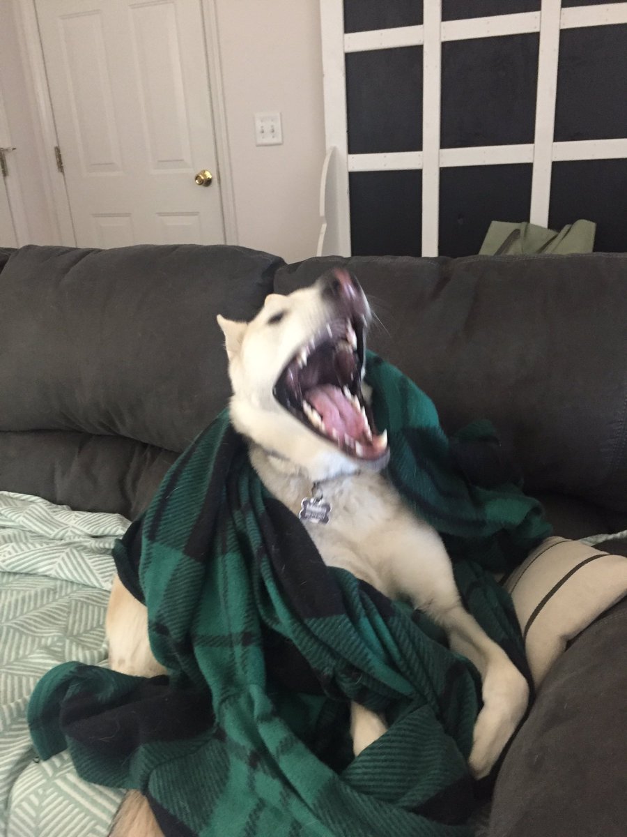QuinnAFoley's tweet image. So today I tried to take a cute picture of my dog yawning and got this instead ...