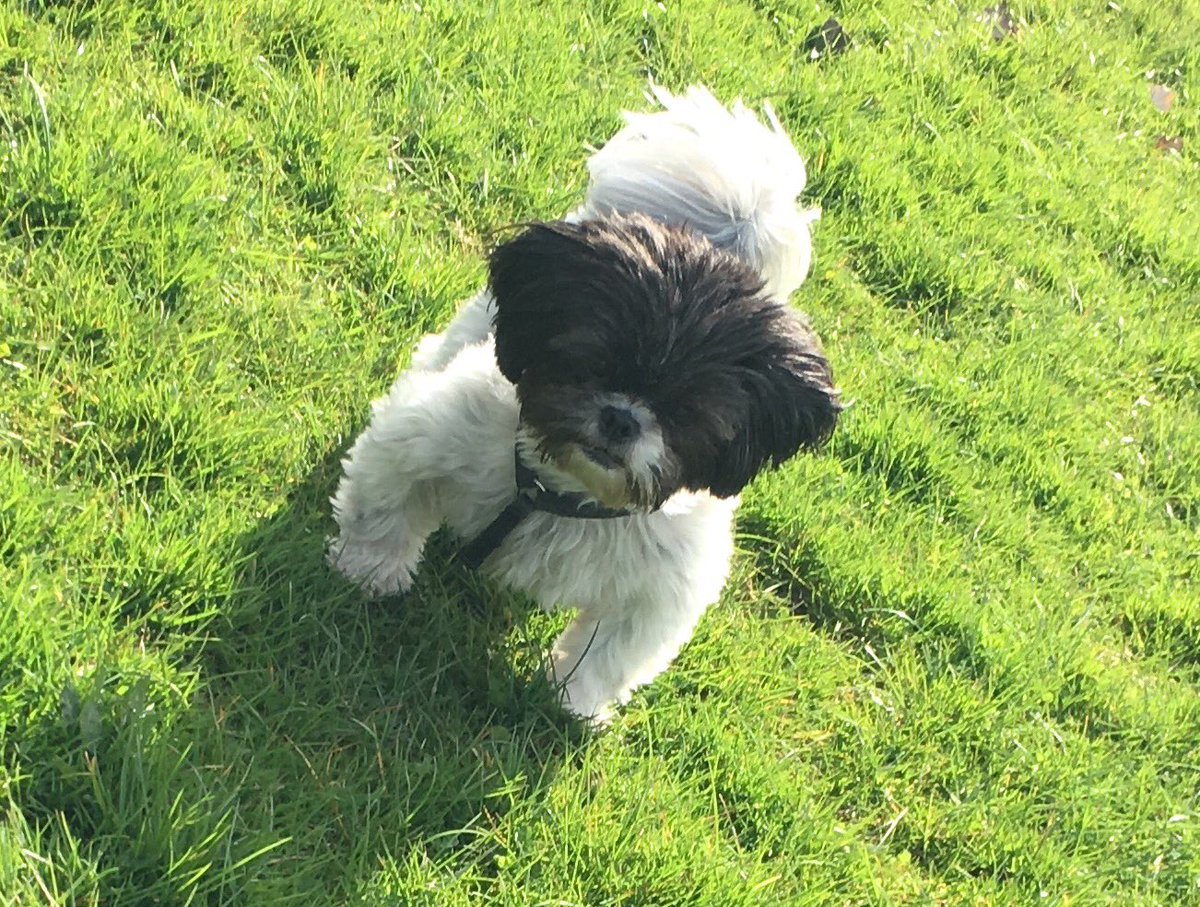 WellDogWalker's tweet photo. Ruby #dogwalker #motherwell #motherwelldogwalker https://t.co/2Y6rZCGeWq