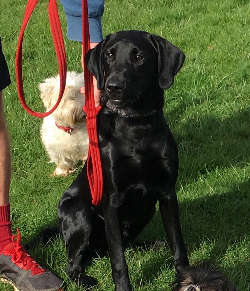 WellDogWalker's tweet photo. Duke #dogwalker #motherwell #motherwelldogwalker https://t.co/iK8VnfAxkK