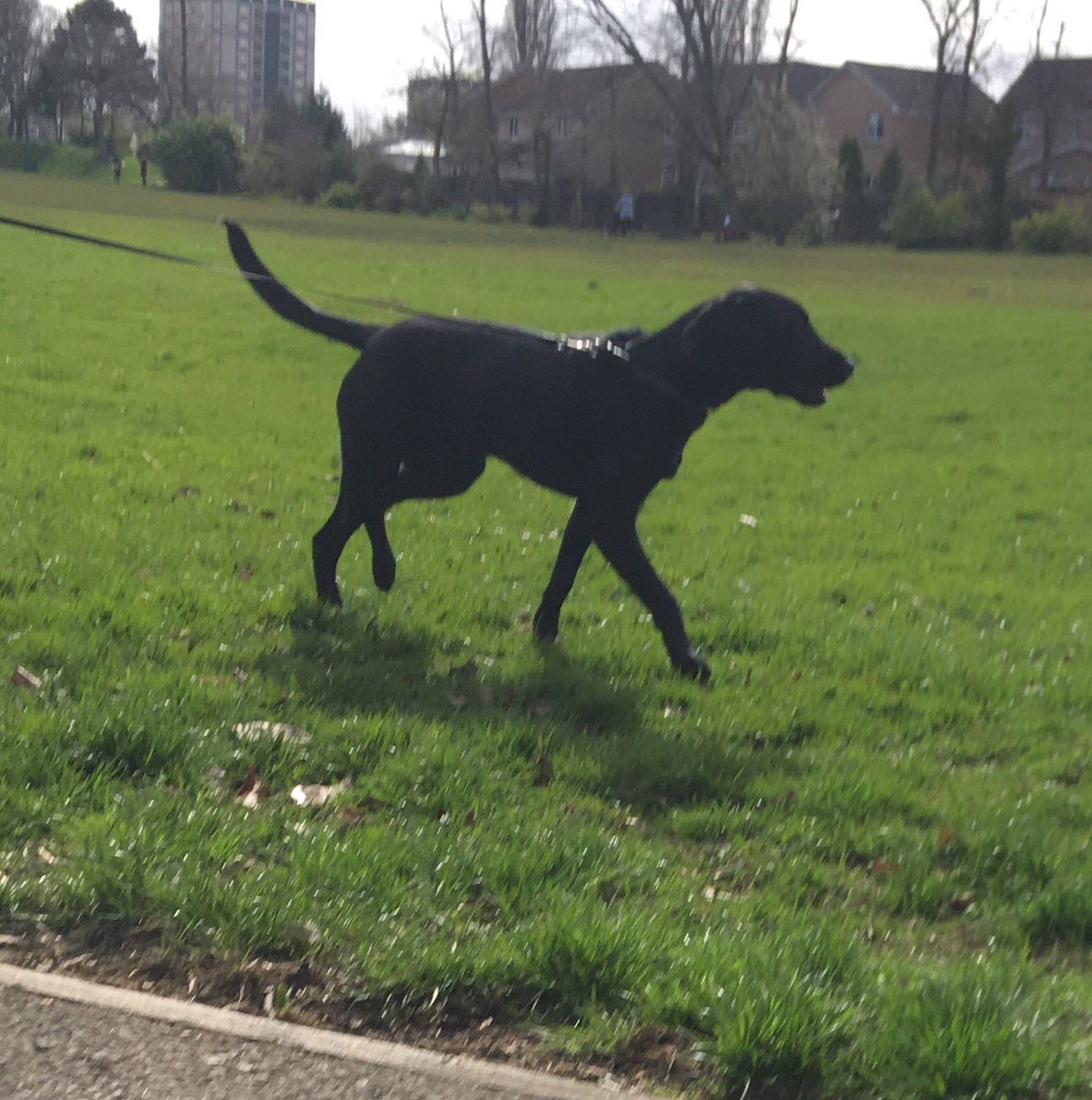 WellDogWalker's tweet photo. Duke #dogwalker #motherwell #motherwelldogwalker https://t.co/iK8VnfAxkK