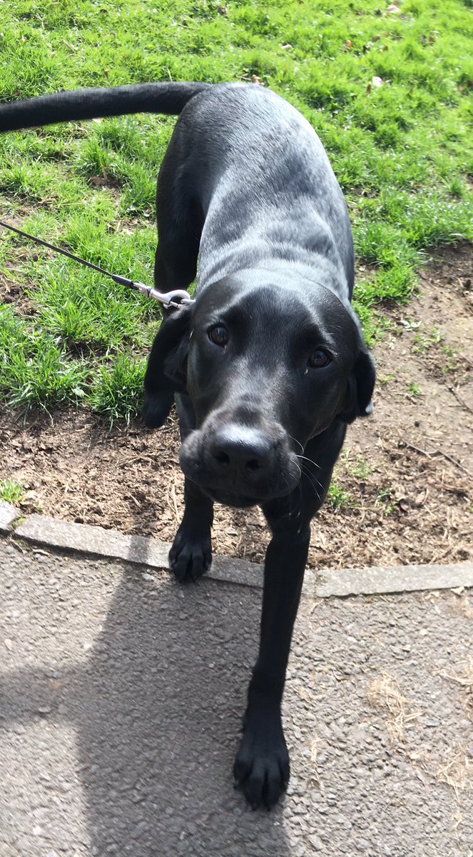 WellDogWalker's tweet photo. Duke #dogwalker #motherwell #motherwelldogwalker https://t.co/iK8VnfAxkK
