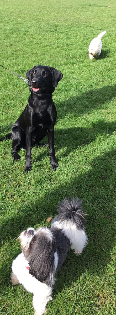 WellDogWalker's tweet photo. Duke #dogwalker #motherwell #motherwelldogwalker https://t.co/iK8VnfAxkK