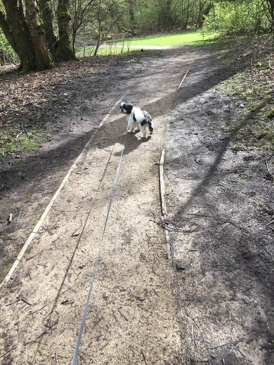 WellDogWalker's tweet photo. Odie #dogwalker #motherwell #motherwelldogwalker https://t.co/cZQiJOztzk