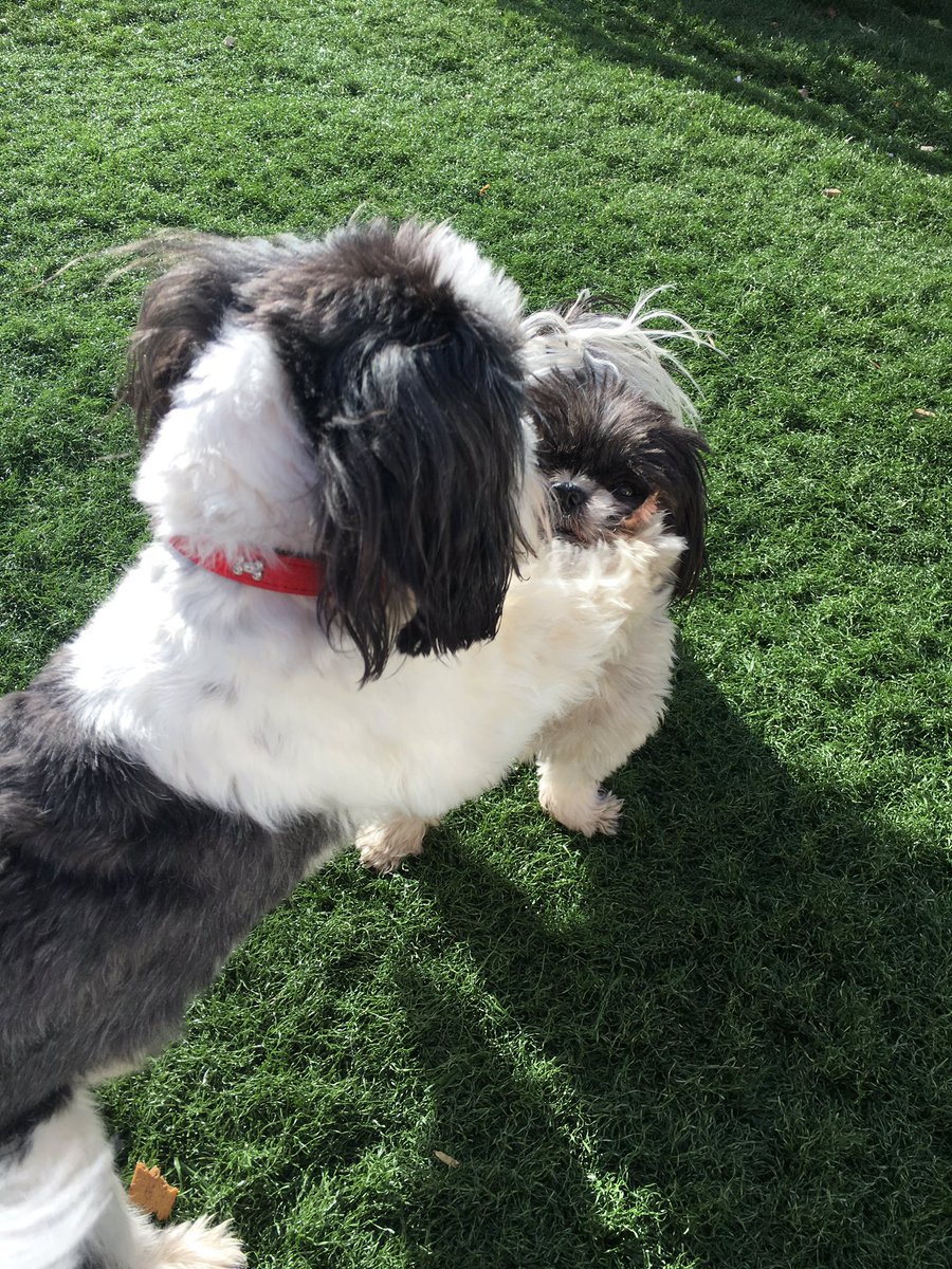 WellDogWalker's tweet photo. Odie #dogwalker #motherwell #motherwelldogwalker https://t.co/cZQiJOztzk