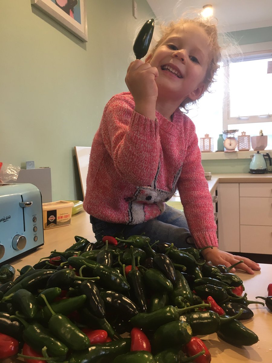 Decent chillies for the year. These are the jalapeños destined for preserving. But what shall I do with the bhut jolokia's? #spicy #burn