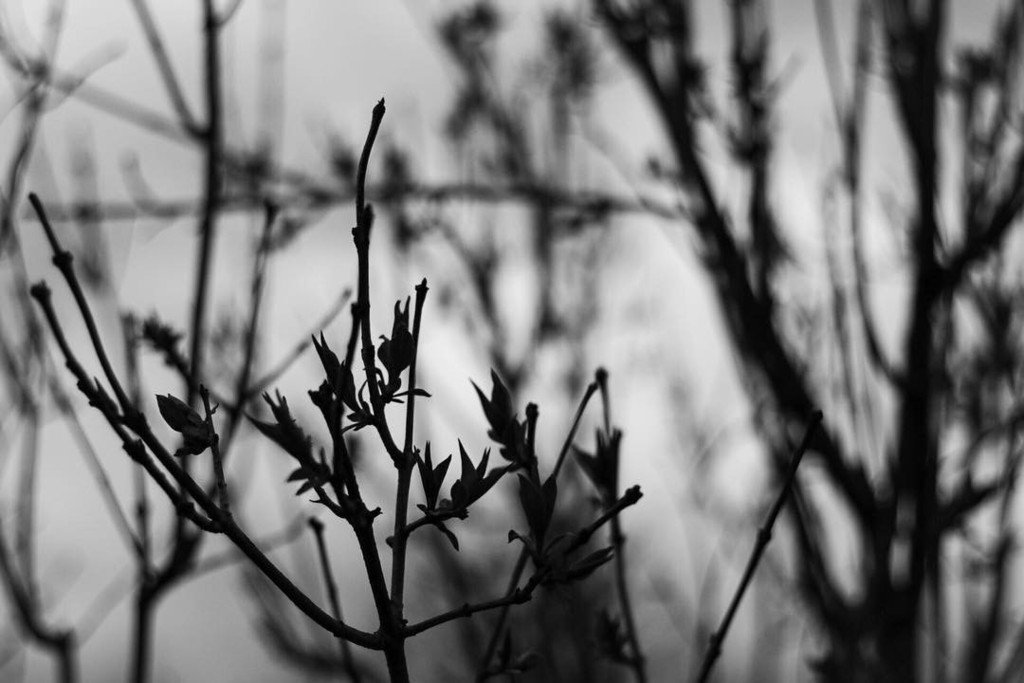 kazinova's tweet image. Budding bush outside. #almostspringtime #blackandwhite #eos80d #photopractice ift.tt/2o0klIV