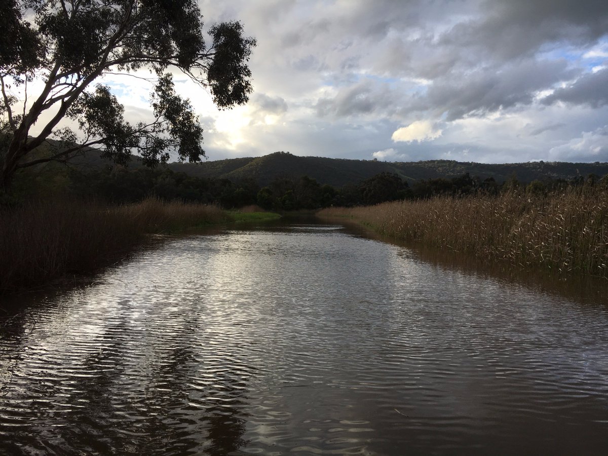 Gaskers09Sarah's tweet photo. Sapdons billabong before, during and after receiving water to support vegetation and birds @MelbourneWater @yrcouncil #nativeveg https://t.co/4ZgC9Ve4Eg