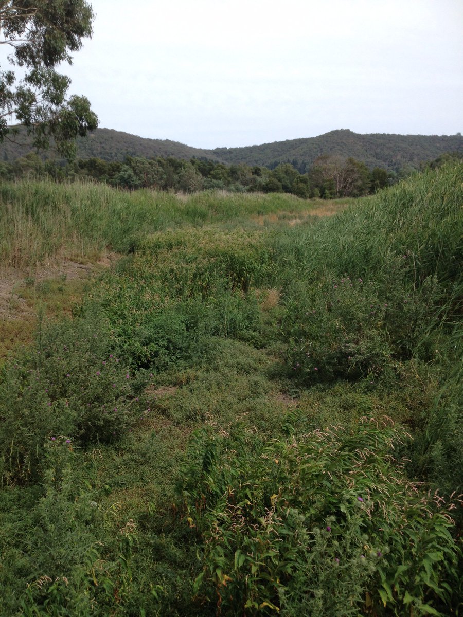 Gaskers09Sarah's tweet photo. Sapdons billabong before, during and after receiving water to support vegetation and birds @MelbourneWater @yrcouncil #nativeveg https://t.co/4ZgC9Ve4Eg