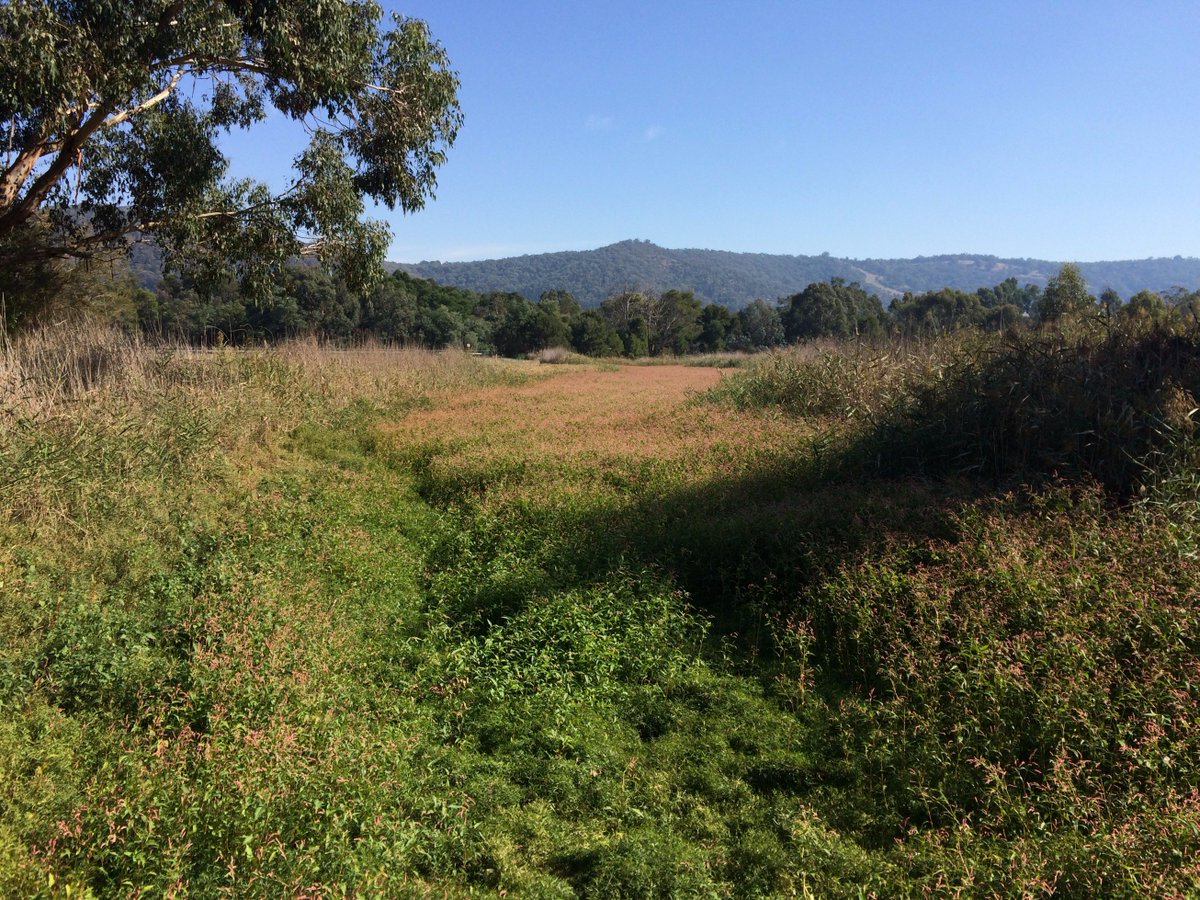Gaskers09Sarah's tweet photo. Sapdons billabong before, during and after receiving water to support vegetation and birds @MelbourneWater @yrcouncil #nativeveg https://t.co/4ZgC9Ve4Eg