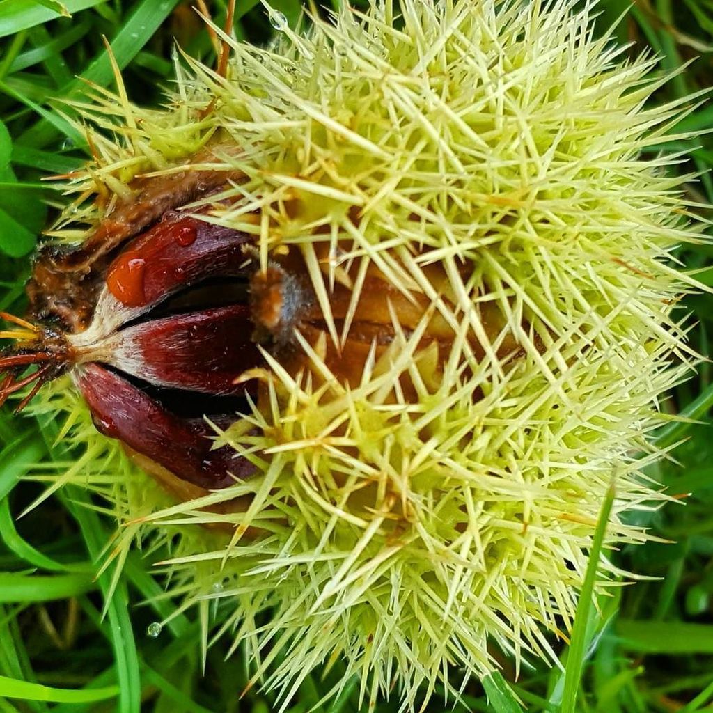 robeanne's tweet photo. Bursting #chestnut #autumn🍁 https://t.co/e2cA4t2x0X https://t.co/GAD4iaUtvg