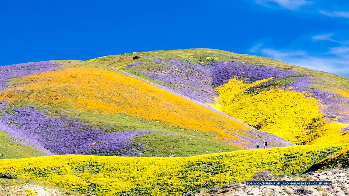 ABC7's tweet photo. #SuperBloom migrates north of Los Angeles https://t.co/mF4wnaYdQ8 https://t.co/PJyOwjYGr6