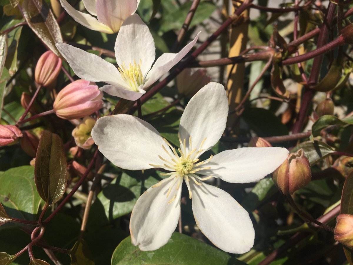 クレマチスの丘 今週末見頃となるクレマチスは カートマニージョー 唯一香りをもつクレマチス アーマンディー 桜の開花も始まっている庭園にひろがる甘い香りを体験してみてください