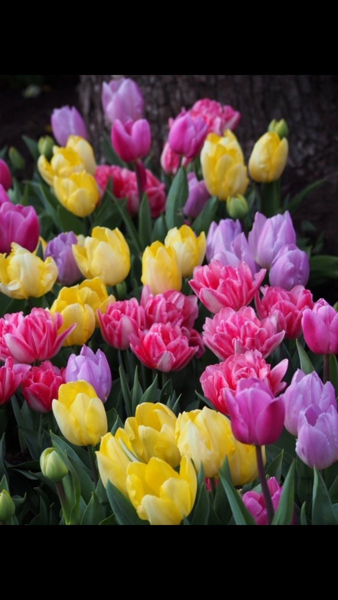 FrenchieV_'s tweet photo. 😍😍😍🌷🌷 https://t.co/qKaU28Xmwb