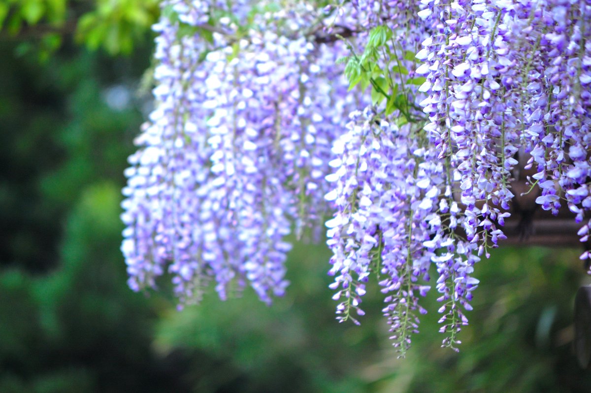 アルビオン Albion 公式 おはようございます 今日の誕生花は フジ 花言葉は 優しさ です 高いところに咲きながらも頭を垂れるフジのように 凛としつつ謙虚な心を忘れないようにいたいですね ゚ 誕生花 花言葉 アルビオン Albion 公式 おはようございます 今日の誕生花は フジ 花言葉は 優しさ です 高いところに咲きながらも頭を垂れるフジのように 凛としつつ謙虚な心を忘れないようにいたいですね ゚ 誕生花 花言葉