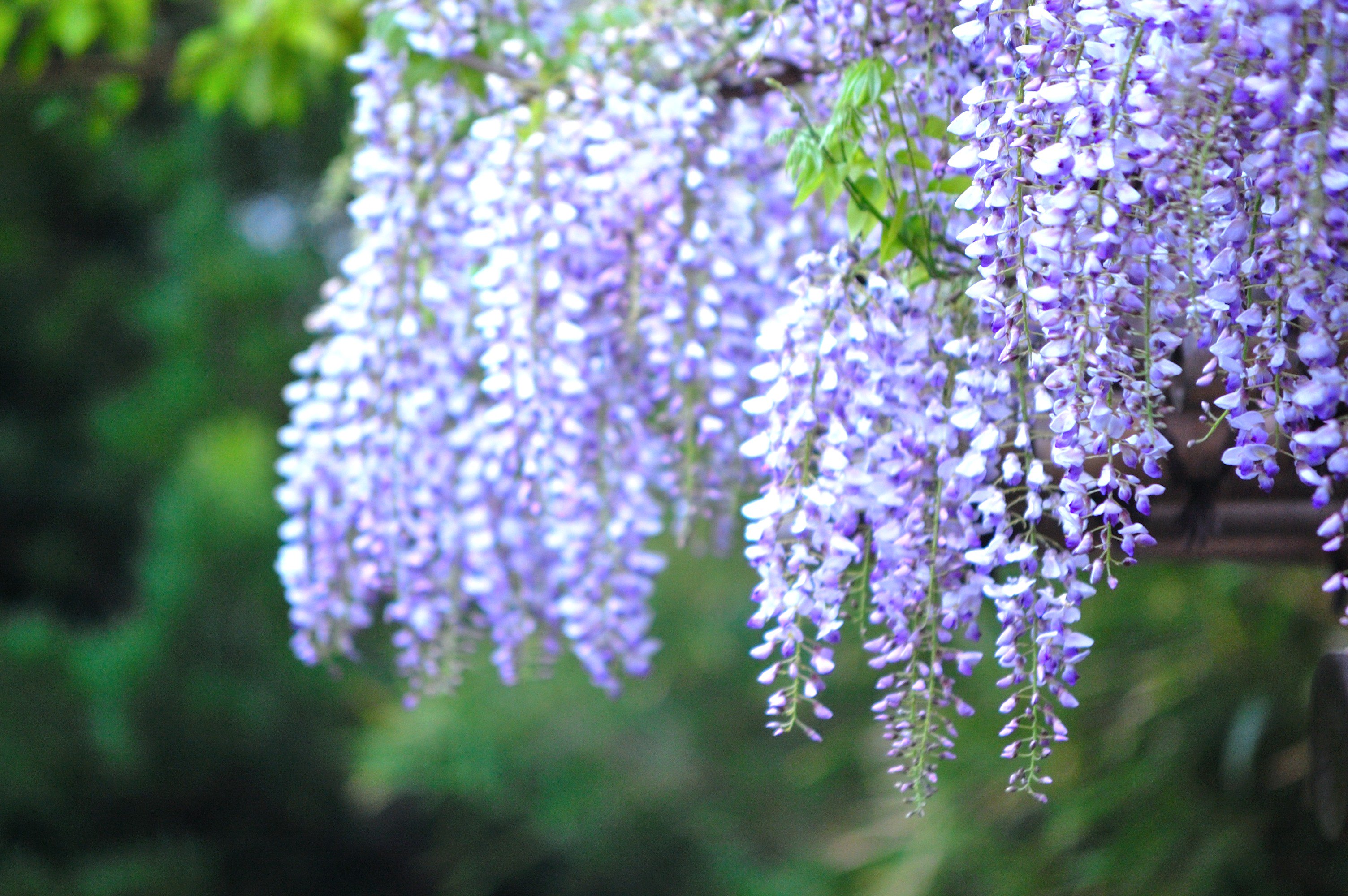 Uzivatel アルビオン Albion 公式 Na Twitteru おはようございます 今日の誕生花は フジ 花言葉は 優しさ です 高いところに咲きながらも頭を垂れるフジのように 凛としつつ謙虚な心を忘れないようにいたいですね ﾟ 誕生花 花言葉