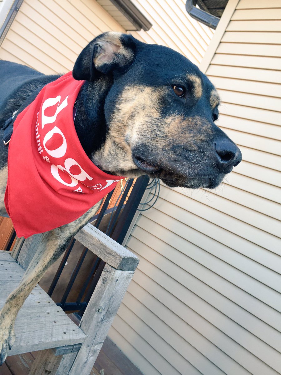 NovasAdventure's tweet image. Hey guys look at my new bandana! @dogmatraining #dogmadogs #yycdogs