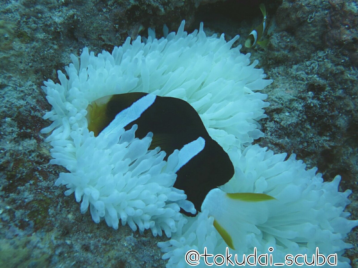徳島大学 潜水科学部 Twitterren 潜水科学部 で潜りに行く場所には 海の生き物がたくさん 映画 ファインディングニモ で一躍大人気者になったカクレクマノミに餌付けもできちゃうんです 他の種類のクマノミにも会えます ギル ツノダシ にも会えちゃう 徳島大学 潜水科学部 Twitterren 潜水科学部 で潜りに行く場所には 海の生き物がたくさん 映画 ファインディングニモ で一躍大人気者になったカクレクマノミに餌付けもできちゃうんです 他の種類のクマノミにも会えます ギル ツノダシ にも会えちゃう