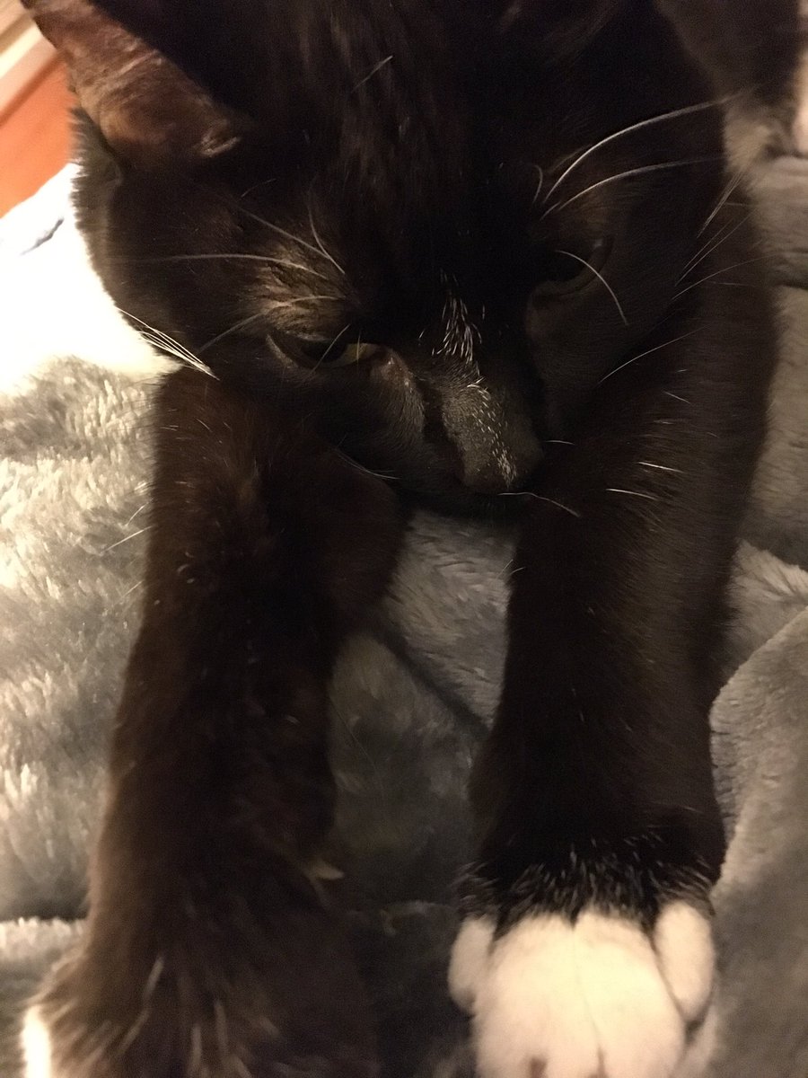 DenalitheCat's tweet photo. Life is so hard.
#denalithecat
https://t.co/pijWqxT6c3 https://t.co/hwt3rjPMnp