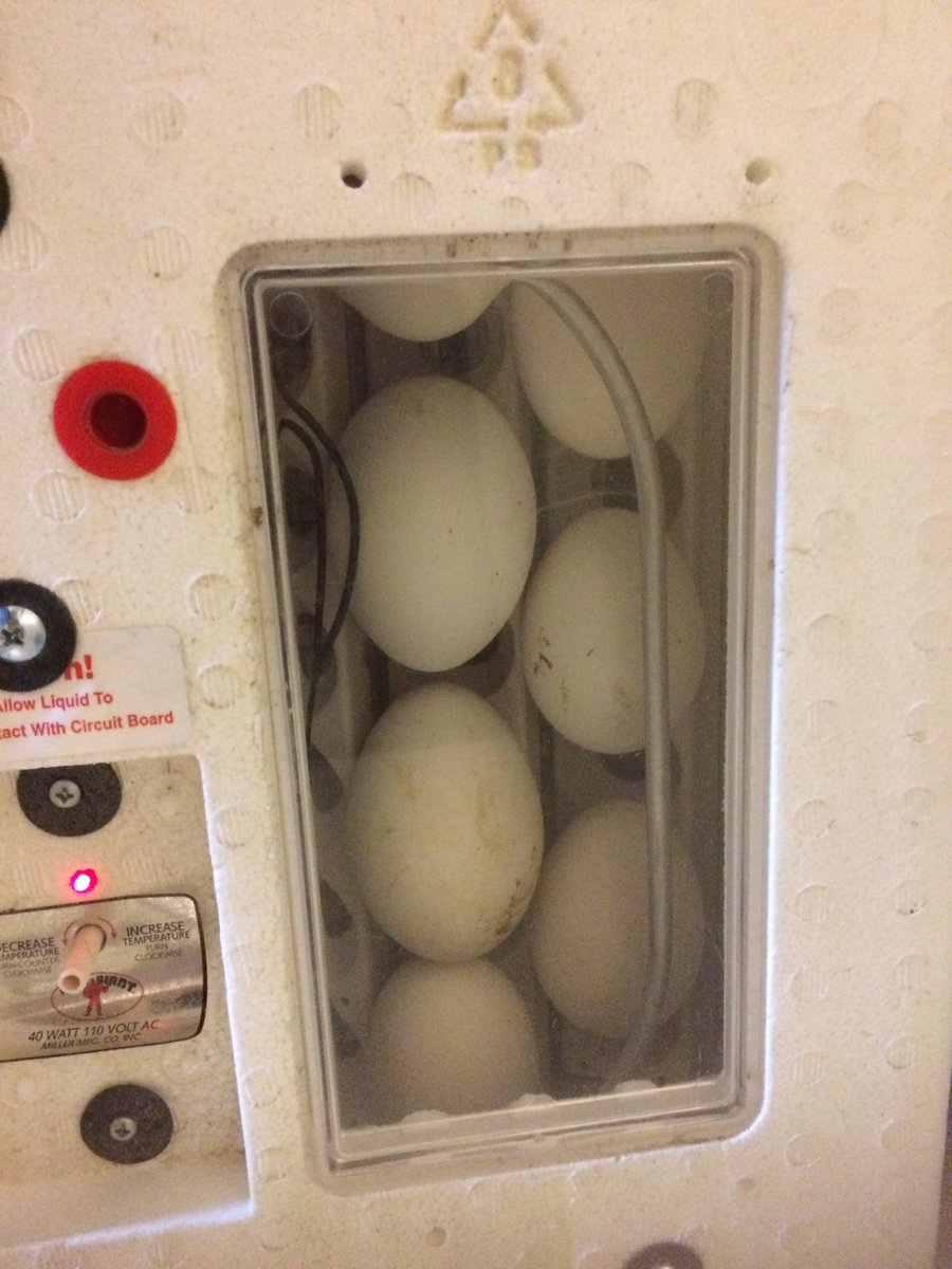 PrincessJeym's tweet photo. Incubating eggs yo!! https://t.co/rcNU6n1SdZ