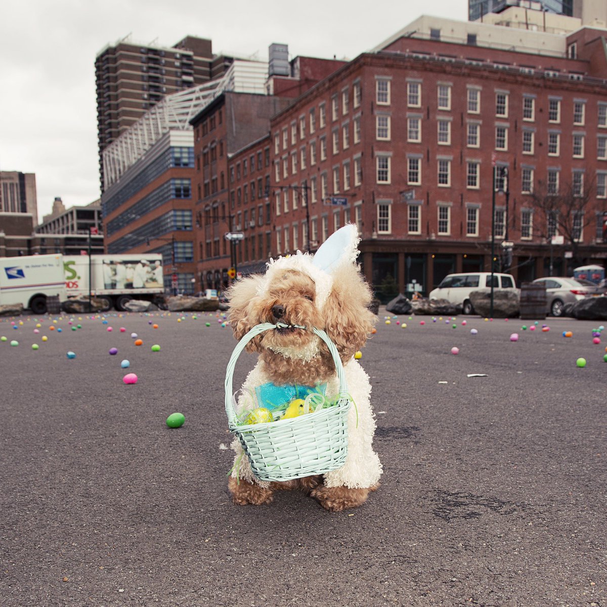 Sniffing out their eggs! 🐾🐣#easteregghunt #easter #dogsofnyc