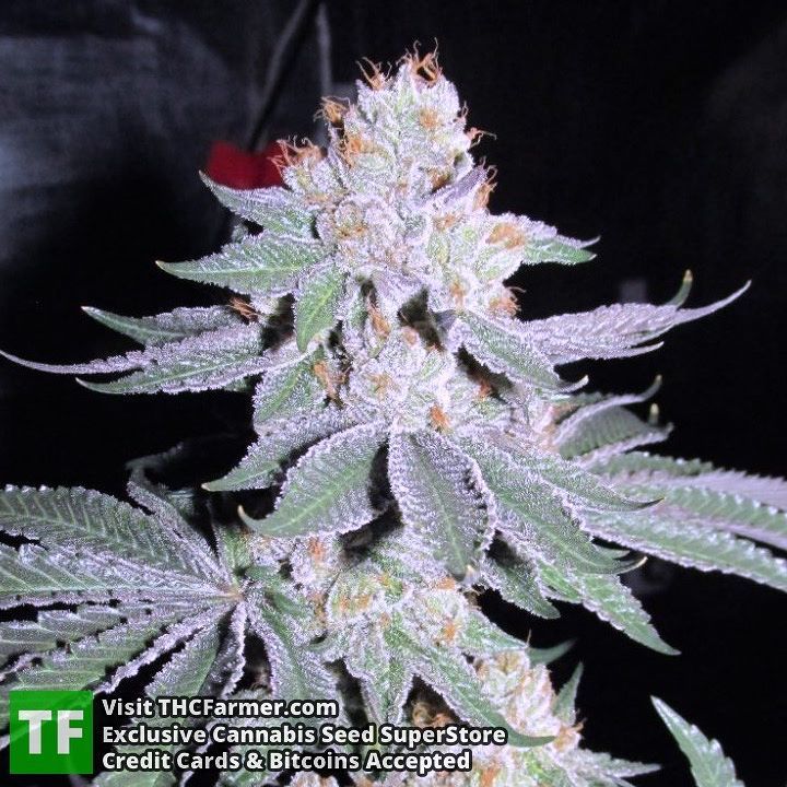 thcfarmer_forum's tweet photo. Creators of the worlds finest strains #DivineGenetics
We ship seeds worldwide π and credit cards are accepted π³. β¦ https://t.co/jtqcM8LXmE https://t.co/JDzZS6QpzF