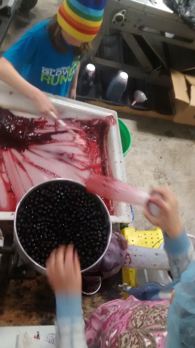 levisfarm's tweet photo. #aronia juice is flowing today! Good workers are this secret. #llaronia #lylehoney6 #levisfarm https://t.co/NkGPoosv0h