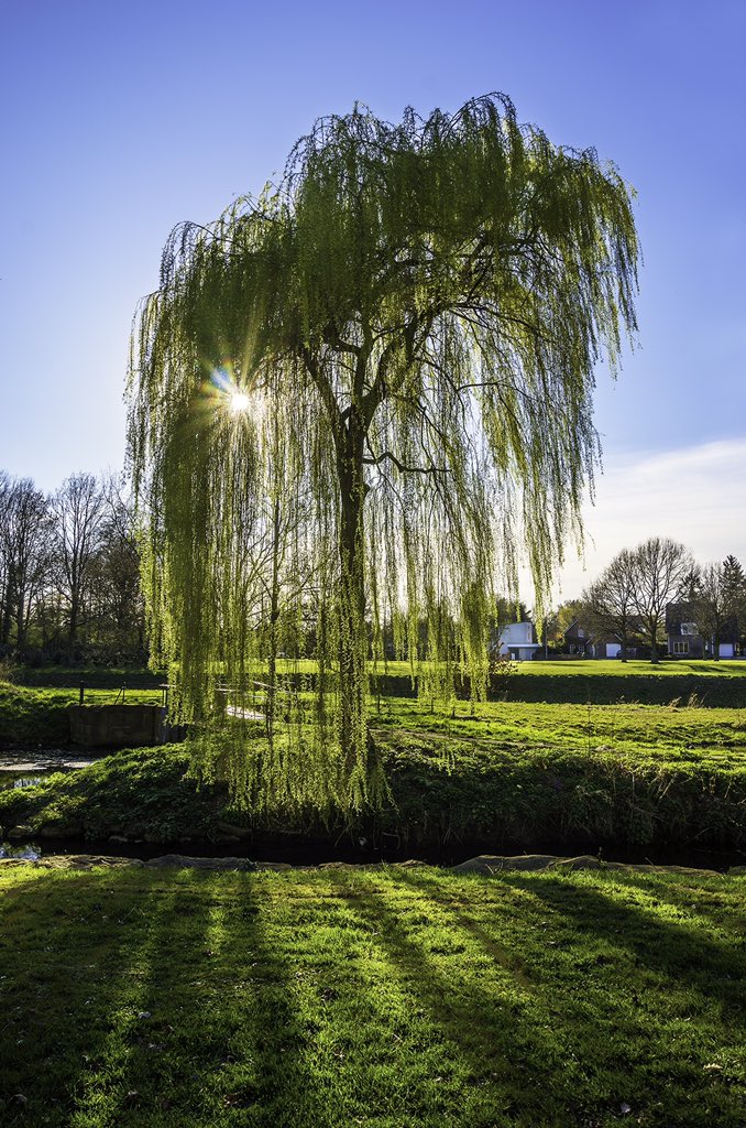 Willow is one of the fastest growing plants in the world. It can grow 10 feet in height each year!!!!!!! 😋#treemovement