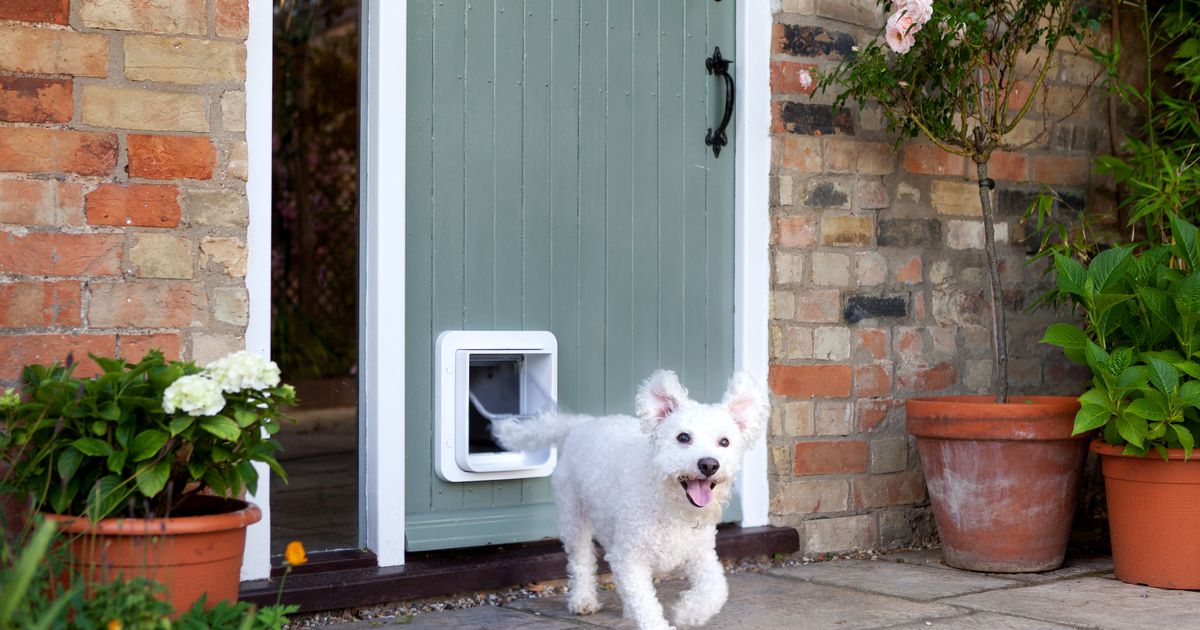 I_AM_Finance's tweet photo. Obsess over your dog even more with this smart pet door https://t.co/AoUYDjq1Va #Uk #Apps_And_Software https://t.co/UB2tnGDWhF