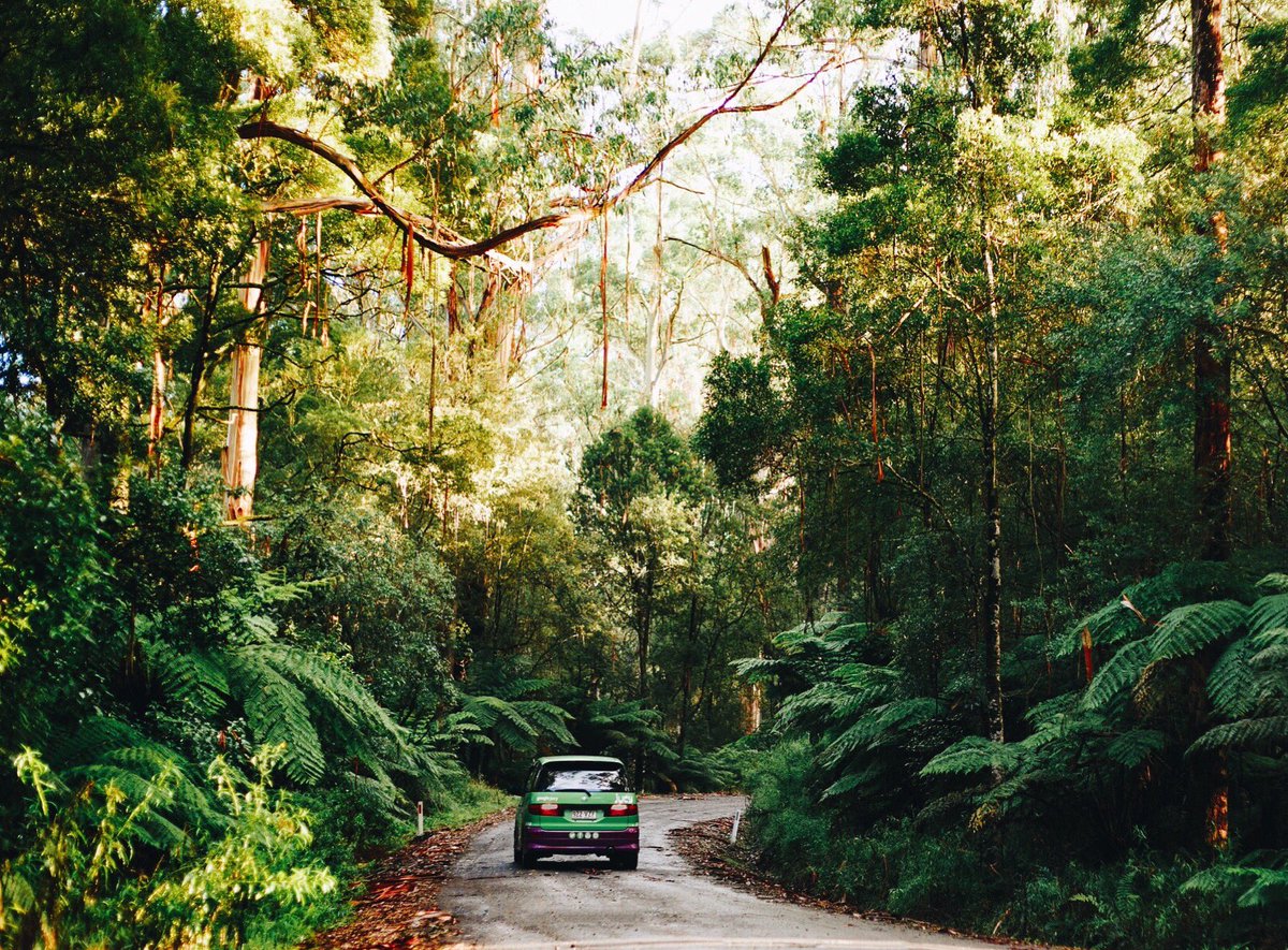 Winding my way through a sea of green... 🍃✨⛰
Shots from my the road with <a href="/jucyworld/">Aimee van Aswegen</a> #jucyworld #visitvictoria 🚗📸😋