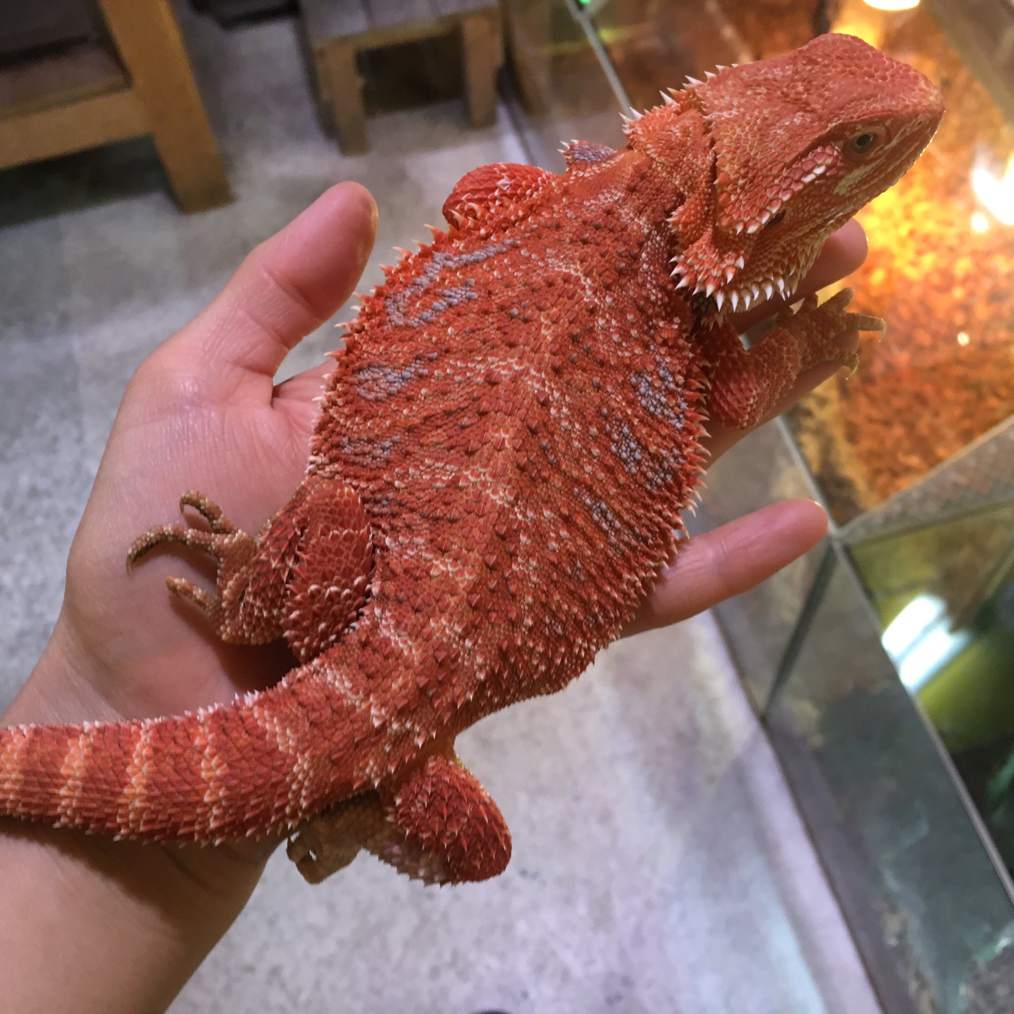 爬虫類倶楽部 大宮店 本日のフトアゴ スーパーレッドハイポ アメリカcbでここまで赤い個体はなかなかいない 色が薄くなる ハイポなのにオレンジ色にならずに紅色な所がすごい 手足を初めてベタに色が載っているところも素晴らしい いいとこづくめのこです