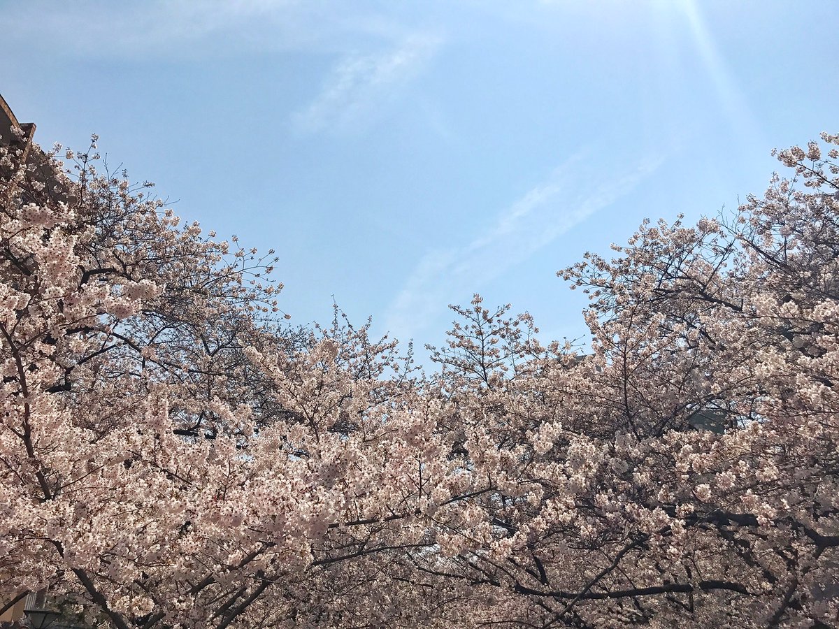 ocean_takagi's tweet photo. 桜全開🌸🌸🌸🌸🌸🌸🌸🌸🌸🌸🌸 https://t.co/52gtOZDwlJ