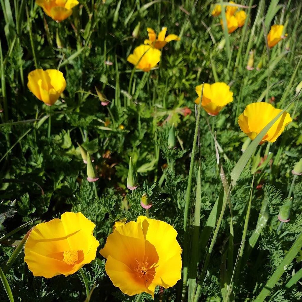bay_area_flora's tweet photo. Trailside poppies. This one-mile trail is almost as scenic as the beach at the end. #bayareaflora #californianativ… https://t.co/bLEAcLTsmK https://t.co/fGoVQtFuZ8