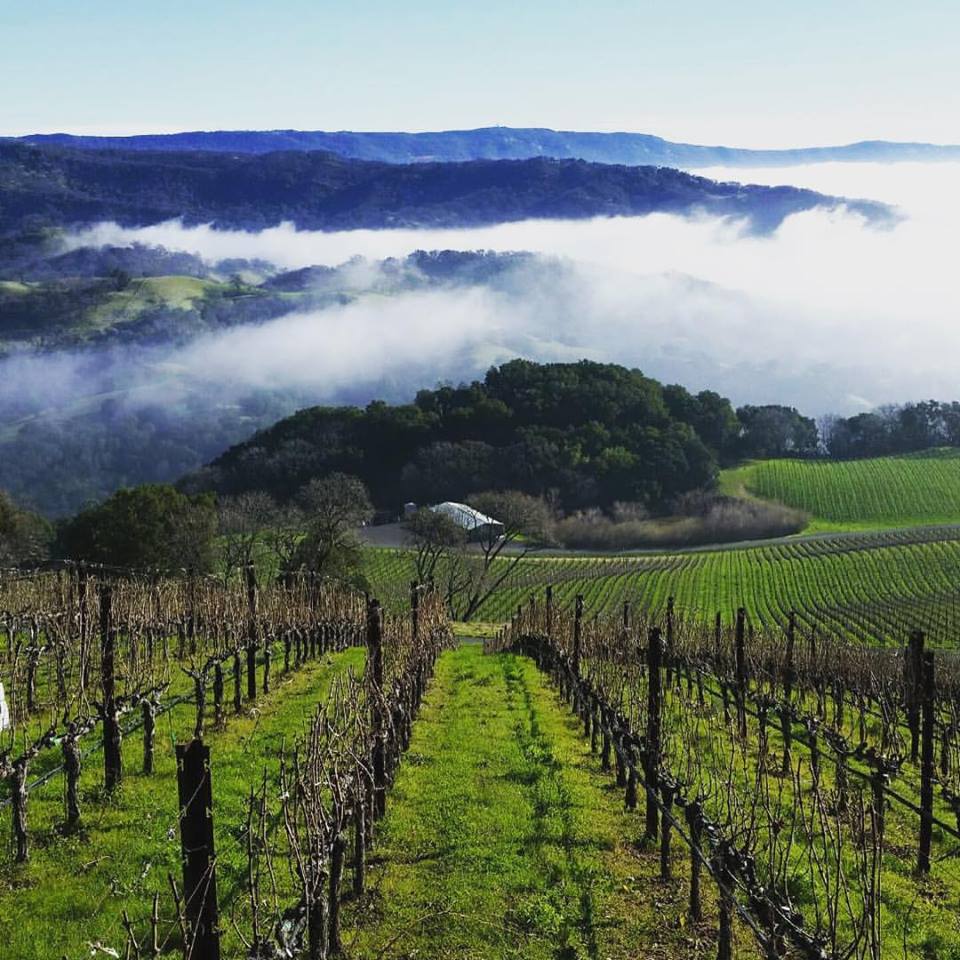 Napa Wine Tours On Twitter The Hills Are Alive In Between Napa