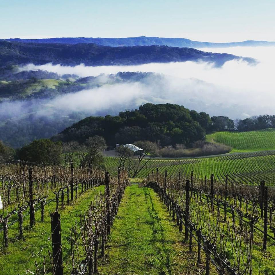 Napa Wine Tours On Twitter The Hills Are Alive In Between Napa