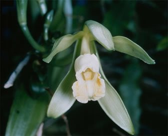 Fun fact: Vanilla extract comes from the Vanilla Orchids. 🍦 <a href="/millionorchid/">MillionOrchidProject</a>
