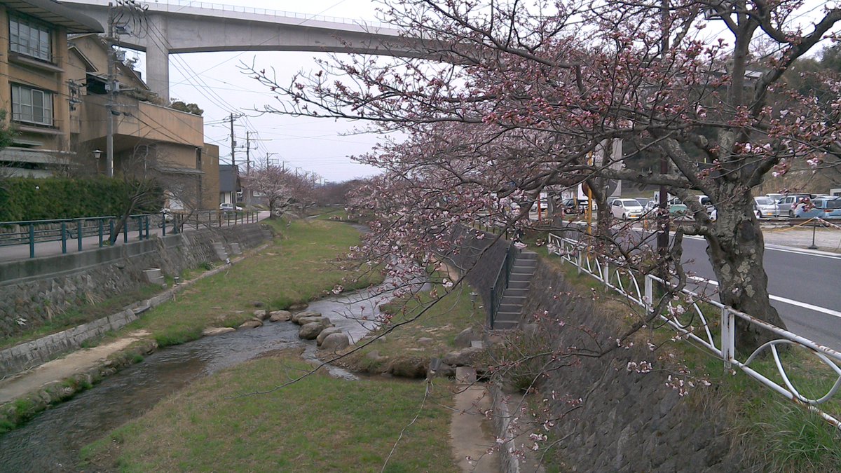 玉造温泉桜 玉造温泉桜
