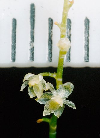 The smallest orchid in the world is in the Platystele genus and it measures .08 inches accross. <a href="/millionorchid/">MillionOrchidProject</a>