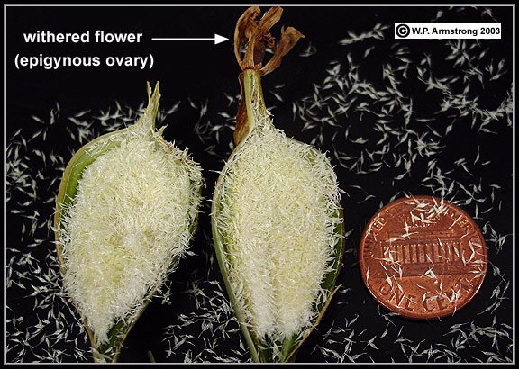 Orchids have the smallest seed out of any plant in the world and they produce millions of them in their life cycle. <a href="/millionorchid/">MillionOrchidProject</a>