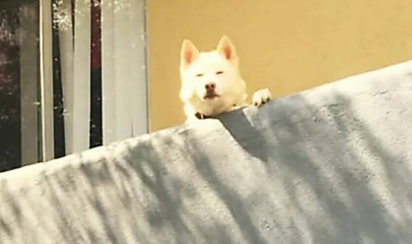 el jeringas tweet media