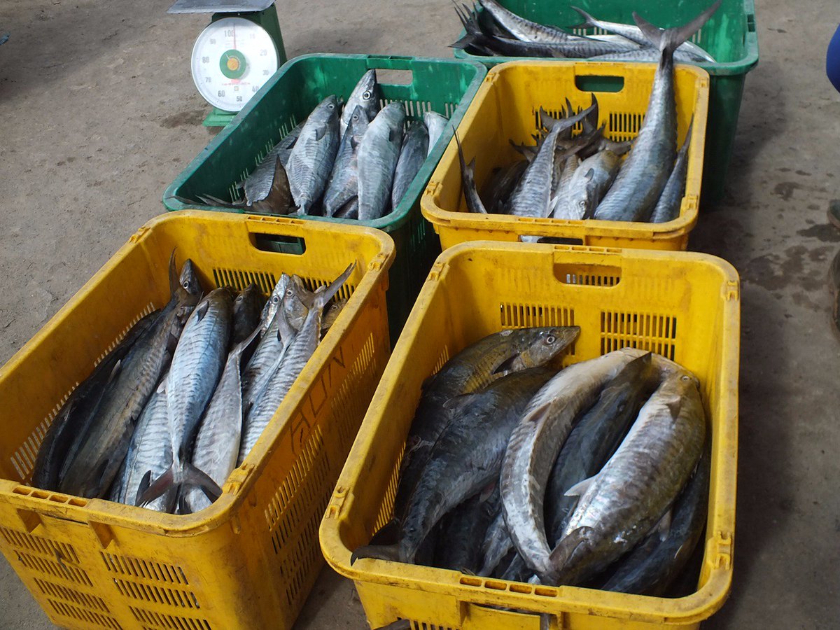 PPNSungailiat's tweet photo. Tenggiri batang mendominasi penangkapan nelayan yg didaratkn di PPN Sungailiat sebayak 1.704 kg hari ini. @sjariefwidjaja @susipudjiastuti https://t.co/48Nmnn0r0A