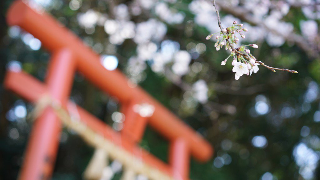 0kapi0's tweet photo. 昨日の大村公園の桜
#桜 #7RII https://t.co/awKyleLGgV