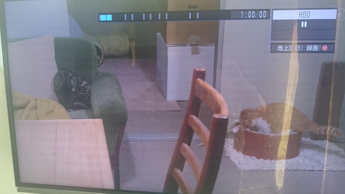 O Xrhsths ニコラテ Youtube 猫写真 猫動画 Sto Twitter 今まで気づかなかったけど猫種は違うけど色2匹とも一緒 好きなドラマだからなんか嬉しい W 最高の離婚 再放送 マチルダ はっさく ニコラテ