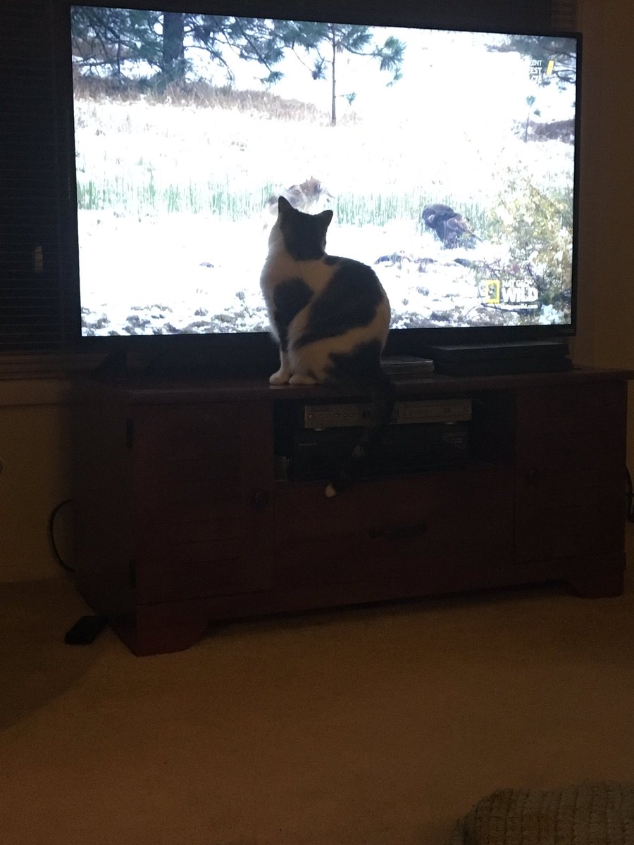 BVliek's tweet photo. We turn on nat geo wild when we get bored and watch my cat go nuts . https://t.co/9YXQn5oeaD