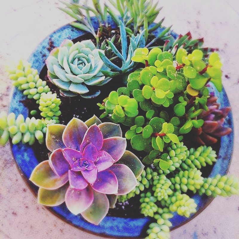 evrgrdn's tweet photo. Bowl of love.
#bowl #love #succulents #plants #trees #herbs #vines #garden #nature #flora #collection #evrgrdn https://t.co/RSH9PY2gkE
