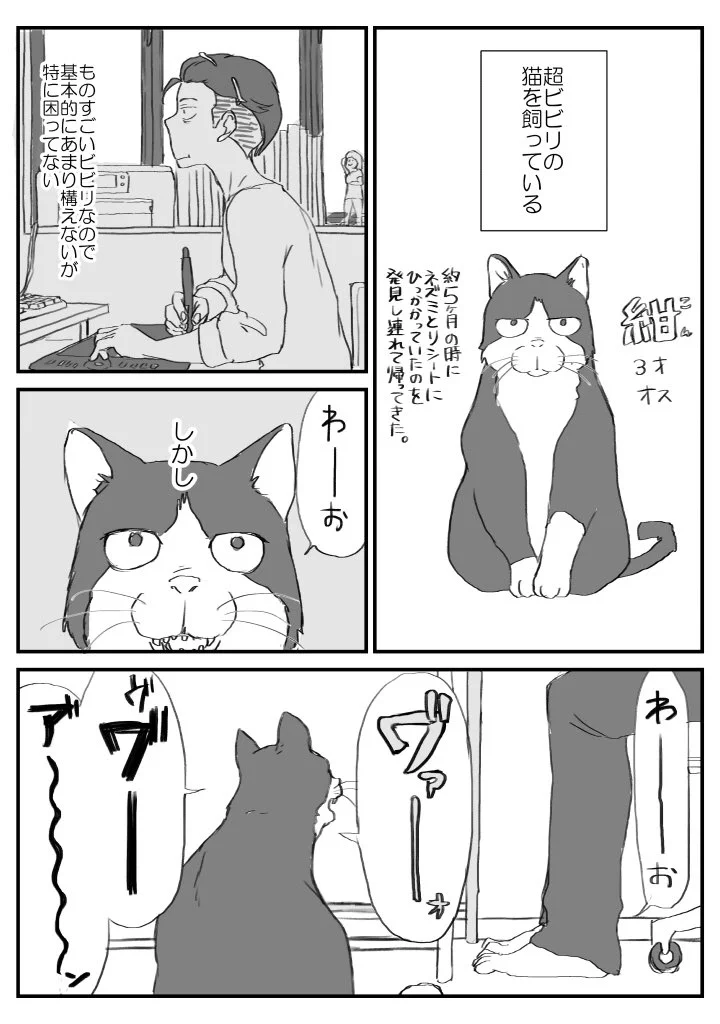 一体どうすれば？ビビりな猫の扱いは苦労するかもｗｗｗ