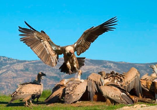 Ver imagen en Twitter