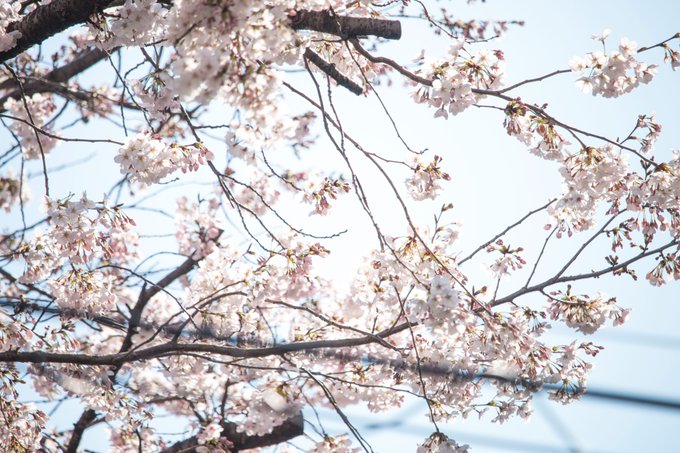 「桜」のTwitter画像/イラスト(古い順)