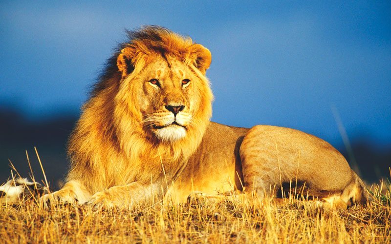 DeboConfesarQue's tweet photo. Describe que animal serias tu visitando este link  https://t.co/jfAkStsBXb https://t.co/cF0xnBWjx7